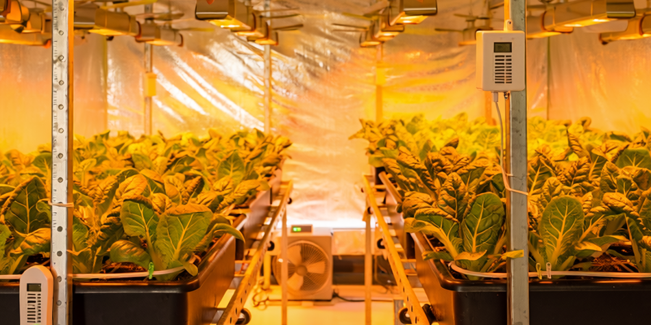 Ushio Grow Lamps