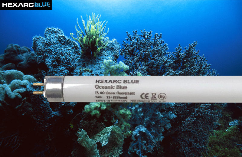 HexArc 24W T5 Lamp High Output Ocean Blue 25 pack - F24T5/HO OB
